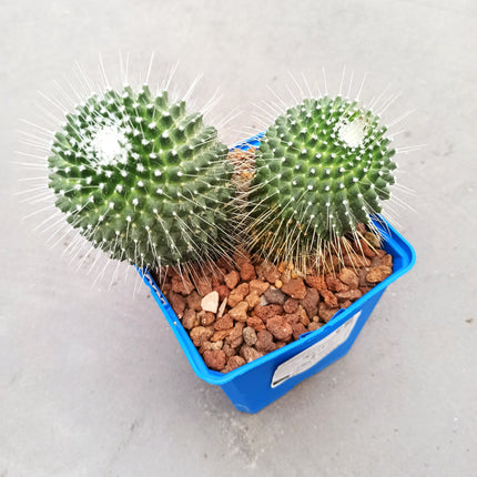 Mammillaria spinosissima cv. a peak