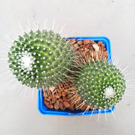 Mammillaria spinosissima cv. a peak