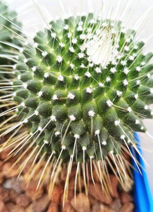 Mammillaria spinosissima cv. a peak