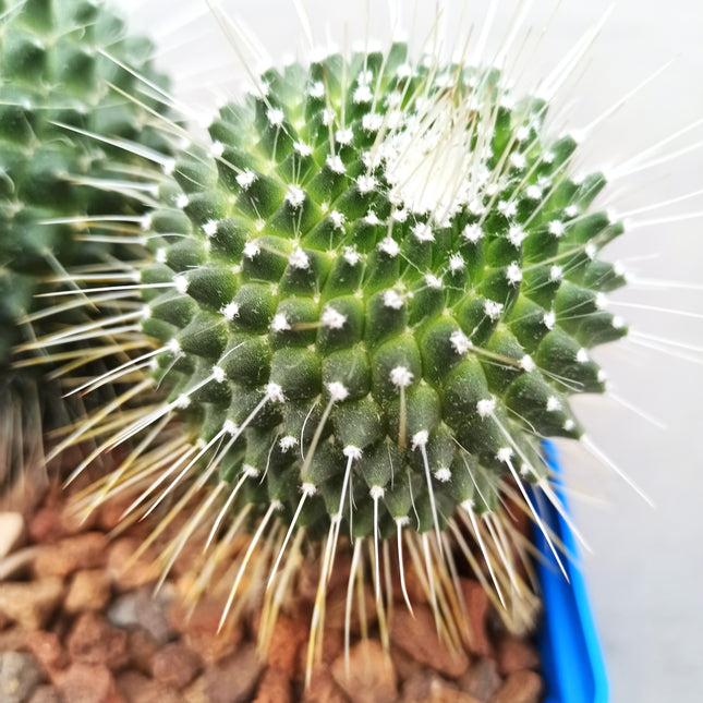 Mammillaria spinosissima cv. Un pico