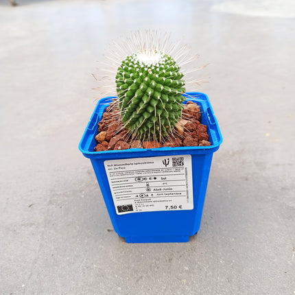 Mammillaria spinosissima cv. a peak