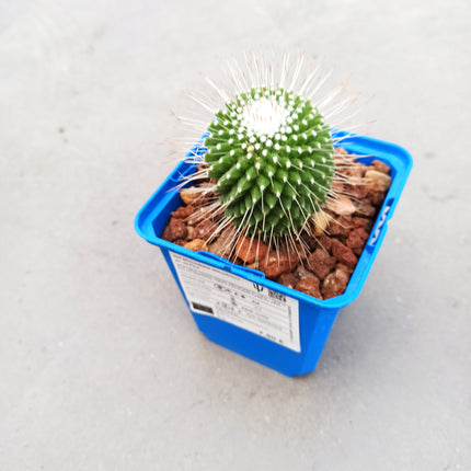 Mammillaria spinosissima cv. a peak