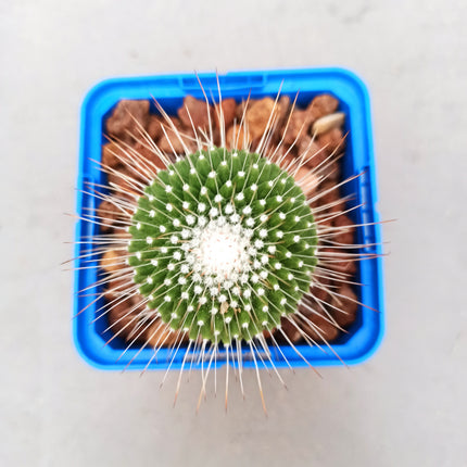 Mammillaria spinosissima cv. a peak