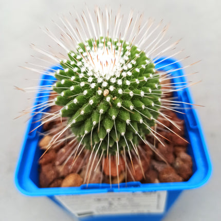 Mammillaria spinosissima cv. a peak