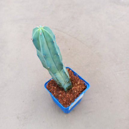 Myrtillocactus geometrizans