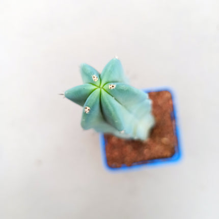 Myrtillocactus geometrizans