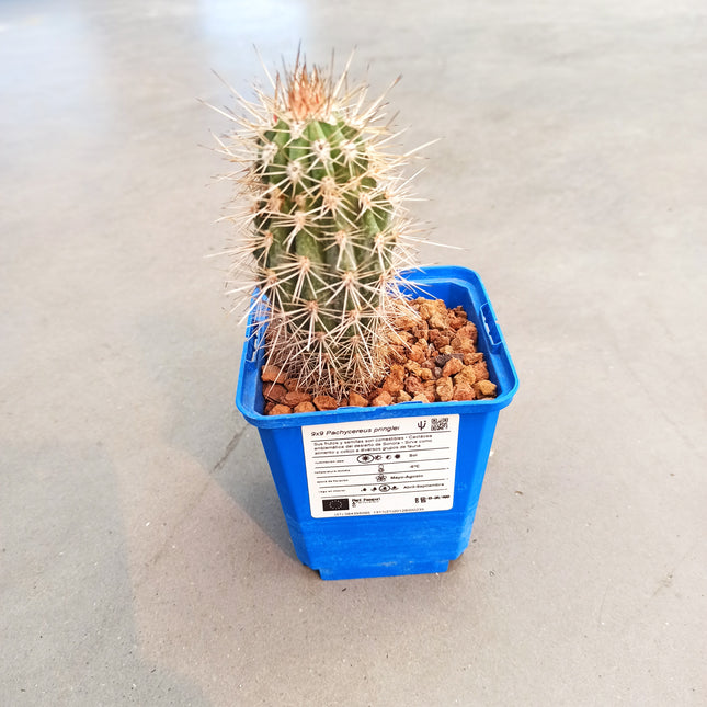 Pachycereus pringlei 'S' 'M' y 'L' - DesertSTORE.es