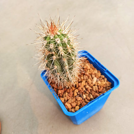 Pachycereus pringlei 'S' 'M' y 'L' - DesertSTORE.es