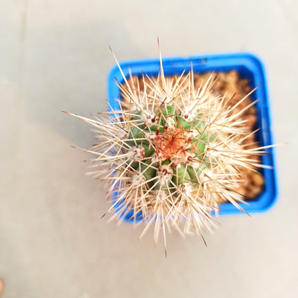 Pachycereus pringlei 'S' 'M' y 'L' - DesertSTORE.es