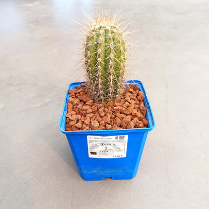 Pachycereus pringlei 'S' 'M' y 'L' - DesertSTORE.es