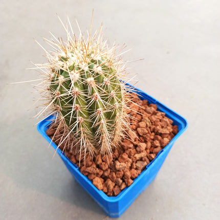 Pachycereus pringlei 'S' 'M' y 'L' - DesertSTORE.es