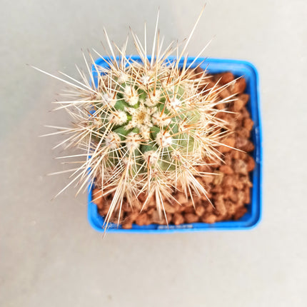 Pachycereus pringlei 'S' 'M' y 'L' - DesertSTORE.es