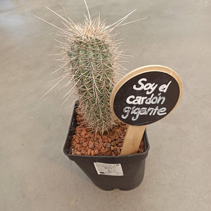 Pachycereus pringlei 'S' 'M' y 'L' - DesertSTORE.es