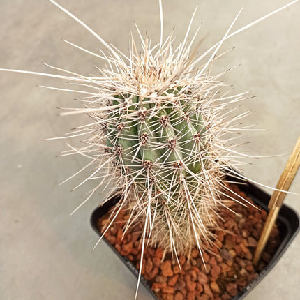 Pachycereus pringlei 'S' 'M' y 'L' - DesertSTORE.es