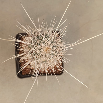 Pachycereus pringlei 'S' 'M' y 'L' - DesertSTORE.es