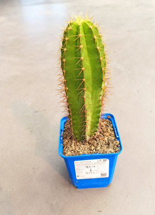 Polaskia chende 'S' - DesertSTORE.es