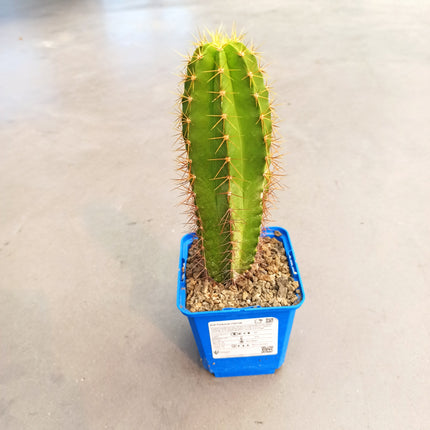 Polaskia chende 'S' - DesertSTORE.es