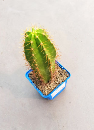 Polaskia chende 'S' - DesertSTORE.es
