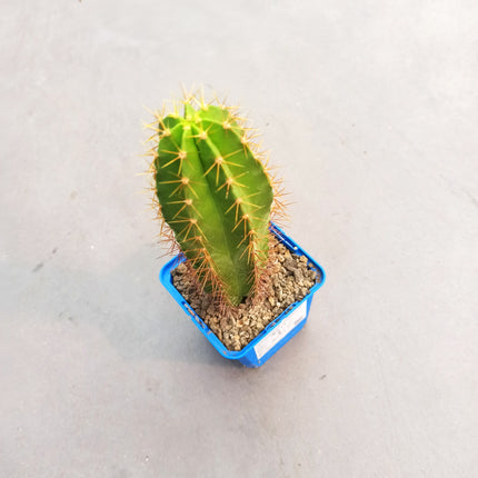 Polaskia chende 'S' - DesertSTORE.es