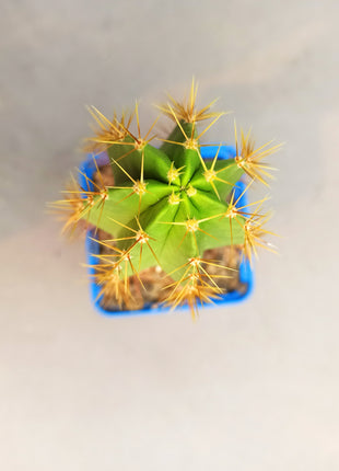 Polaskia chende 'S' - DesertSTORE.es