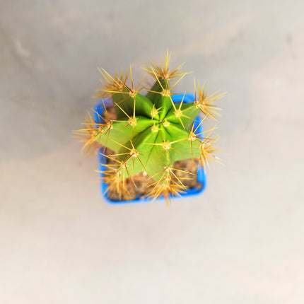 Polaskia chende 'S' - DesertSTORE.es