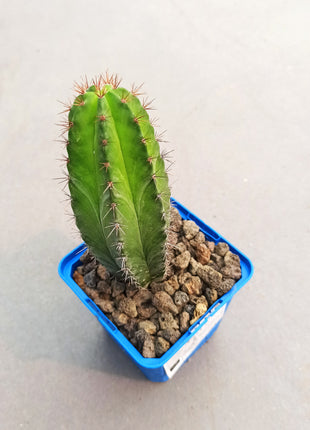 Polaskia chichipe