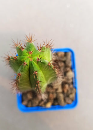 Polaskia chichipe