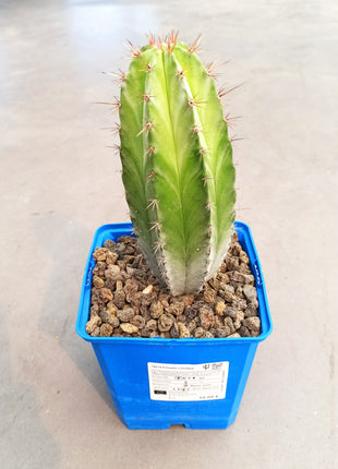 Polaskia chichipe