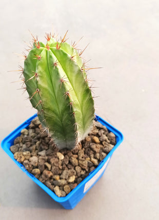 Polaskia chichipe