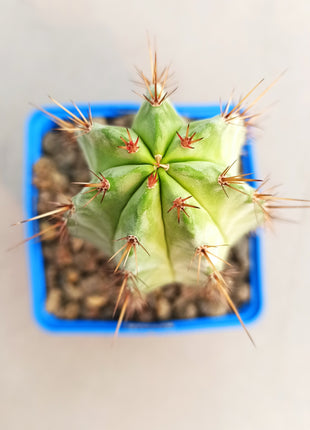 Polaskia chichipe
