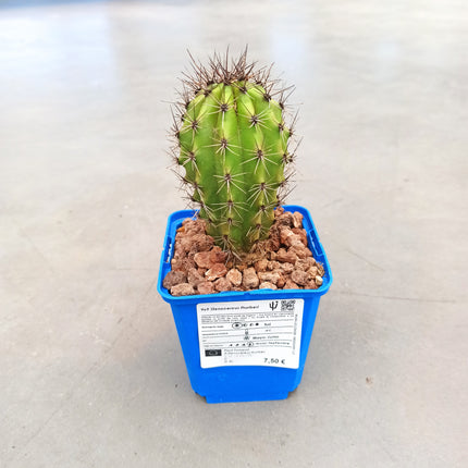 Stenocereus thurberi