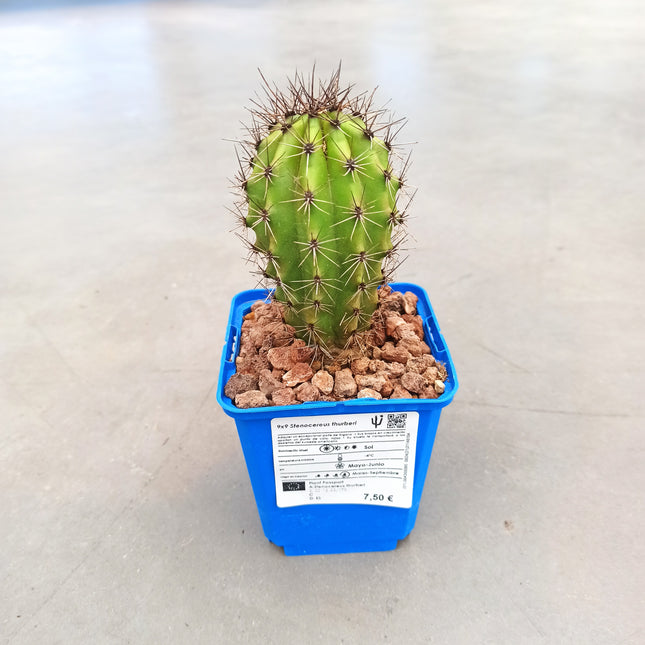 Stenocereus thurberi