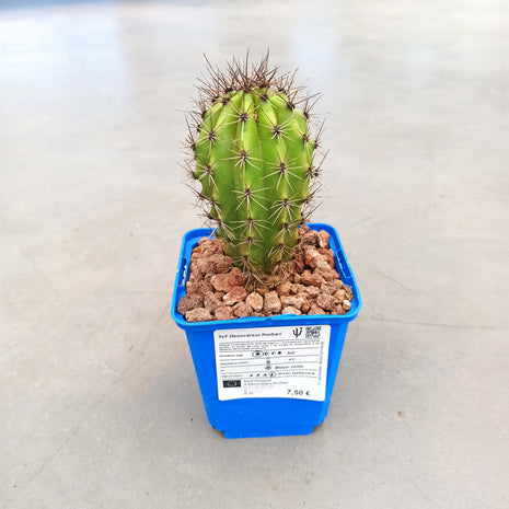 Stenocereus thurberi