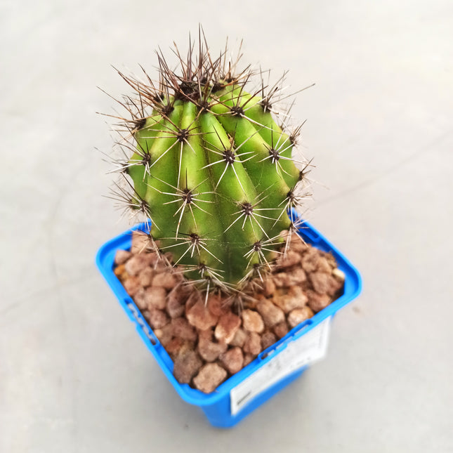 Stenocereus thurberi