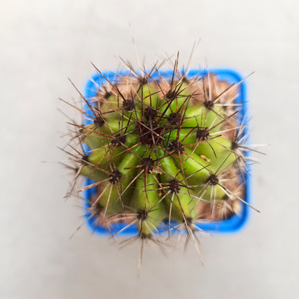 Stenocereus thurberi