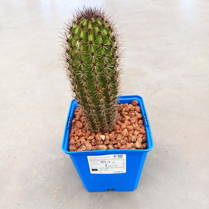 Stenocereus thurberi