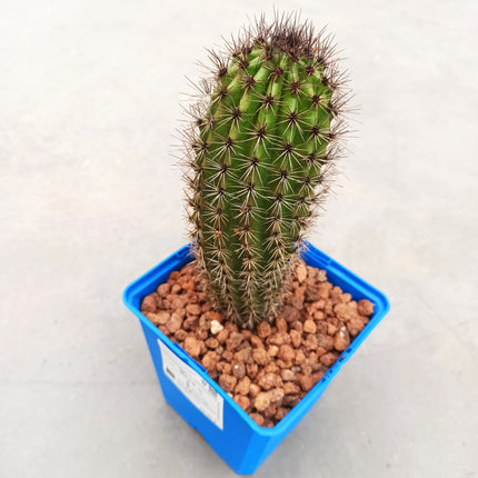 Stenocereus thurberi