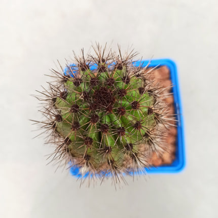 Stenocereus thurberi