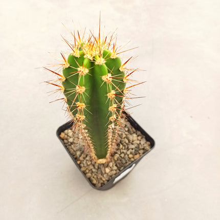 Herzogian neocardenasia