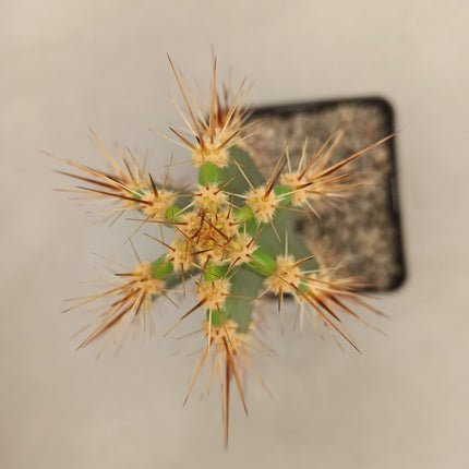 Herzogian neocardenasia