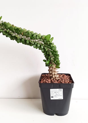 Alluaudia procera