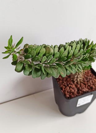 Alluaudia procera