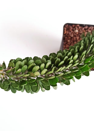 Alluaudia procera