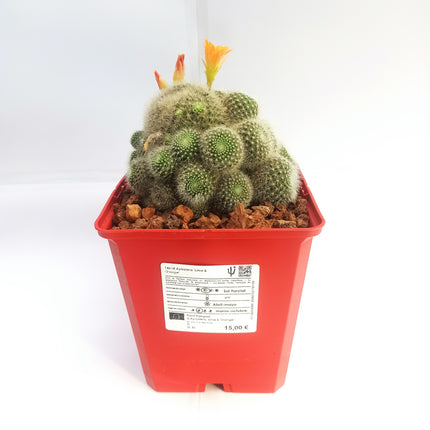 Aylostera hoffmannii