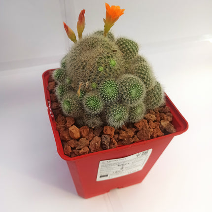 Aylostera hoffmannii