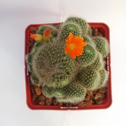 Aylostera hoffmannii