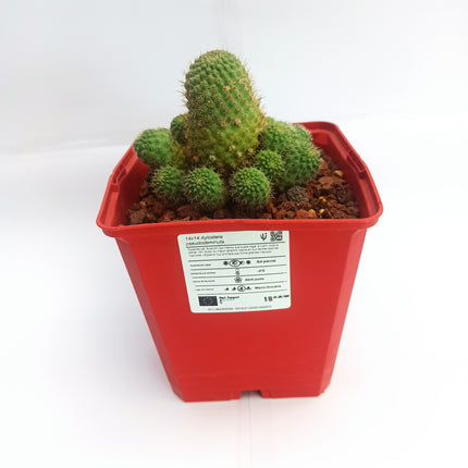 Aylostera pseudodeminuta