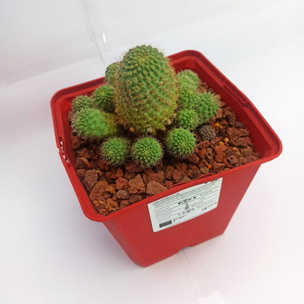 Aylostera pseudodeminuta