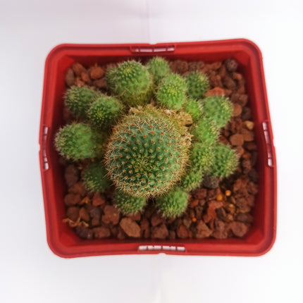 Aylostera pseudodeminuta