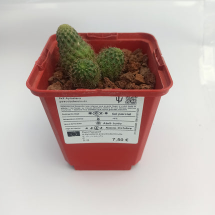 Aylostera pseudodeminuta